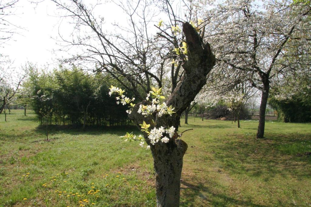 Agriturismo Corte San Girolamo Mantova Luaran gambar